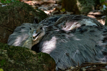 bird of prey