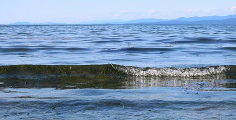 Gentle wave rolling in over seaweed at beach in Parksville British Columbia with mountains on horizon