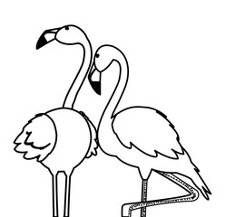 exotic flemish couple birds with romantic pose