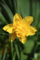 yellow flower