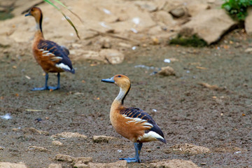 goose in soil
