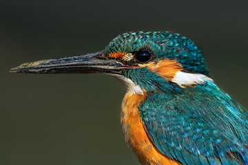 kingfisher  