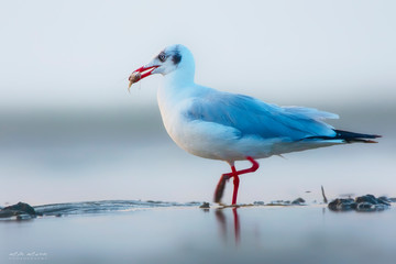 Obraz premium seagull on the beach