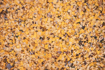 Herbstblätter / Gelb