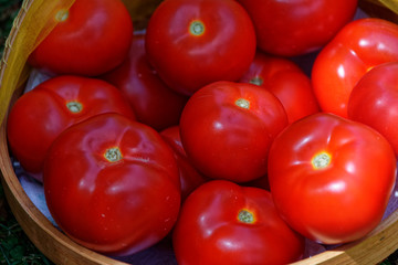 Delicious garden produce, ripe tomatoes ready to be cooked