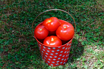 A red and white spotted bucket with a silver handle is filled with ripe tomatoes