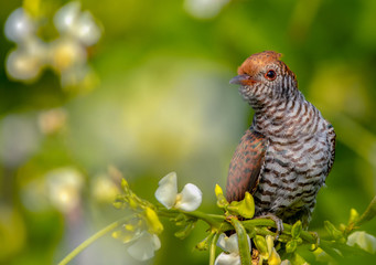 parrot on branch