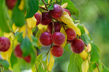 Plums growing in a home orchard