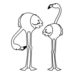 exotic flemish couple birds with different poses