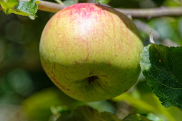 An apple a day keeps the doctor away