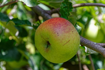 A tree ripened apple, imperfect but natural