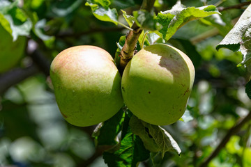 Monty's Surprise apples ripening in the sun, naturally