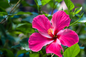 Hot Pink Hibiscus 
