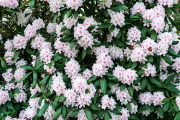 Obraz premium Background of blooming blossom pink and white Rhododendron shrub in Spring season. 