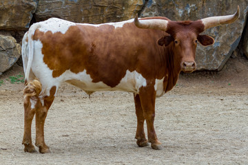 cow 