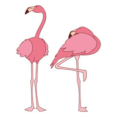 exotic pink flemish couple birds with different poses