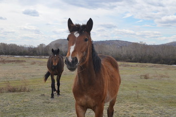 Obraz premium horse in the field