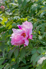 Peony (Paeonia suffruticosa) grows on the flower bed