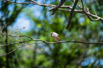 公園の野鳥　百舌