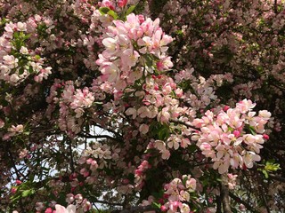 blooming magnolia tree in spring