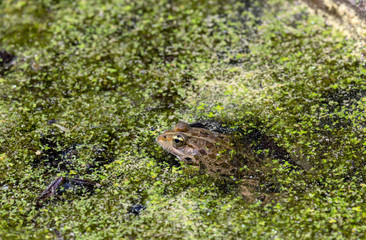 Frogs (Pelophylax ridibundus) in the spring pond