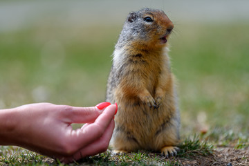 Naklejka na ściany i meble Columbian ground squirrel (Urocitellus columbianus) is begging a female tourist for food, and just a little while later, it takes the food out of her hand. in E. C. Manning Park