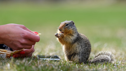 Naklejka na ściany i meble Columbian ground squirrel (Urocitellus columbianus) is begging a female tourist for food, and just a little while later, it takes the food out of her hand. in E. C. Manning Park