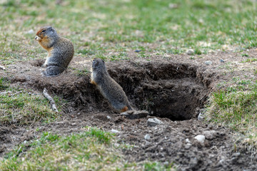 A pair of columbian ground squirrel (Urocitellus columbianus) standing at the entrance of its burrow in Ernest Calloway Manning Park, British Columbia, Canada.