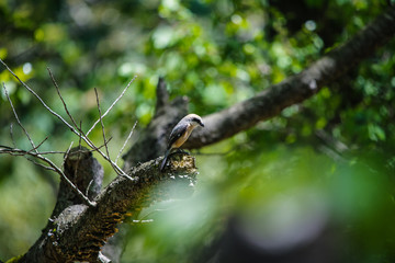 公園の野鳥　百舌