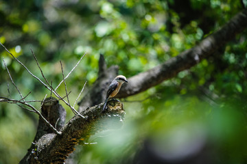 公園の野鳥　百舌