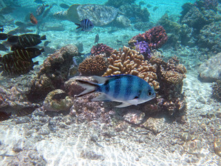 Fototapeta na wymiar Underwater view of colorful tropical fish and coral reef in the Bora Bora lagoon, French Polynesia