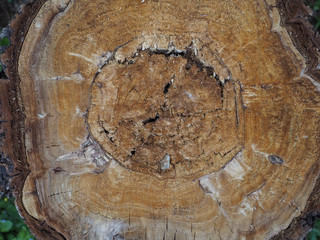tree trunk section