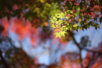 青葉と紅葉