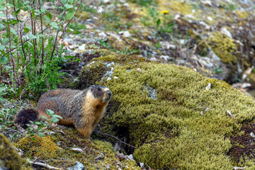 Yellow-bellied marmot (Marmota flaviventris), also known as Rock Chuck, looking out of the entrance of its burrow