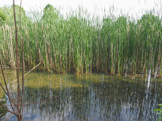 Fototapeta na wymiar pond with aquatic plants