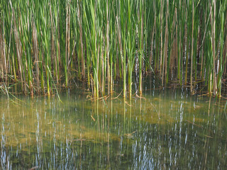 Fototapeta na wymiar pond with aquatic plants