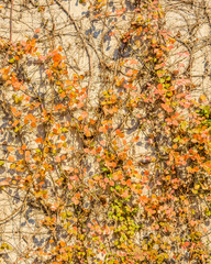 Plants Over Concrete Wall