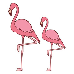 exotic pink flemish couple birds with heads up