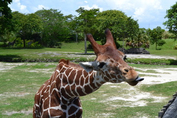 giraffe in zoo