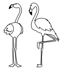 exotic flemish couple birds with heads up