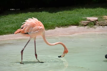 Fotobehang flamingo in zoo © Cibele