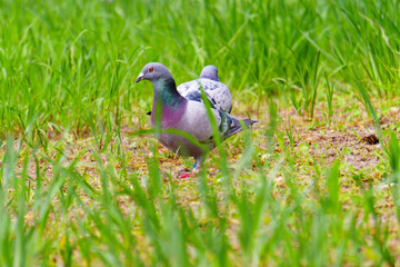 pigeon and grass