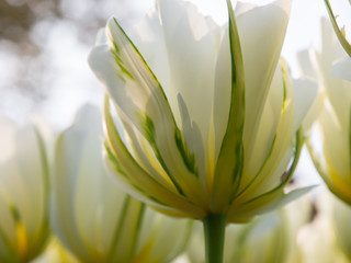 White tulips in Keukenhof Botanical Garden, Holland