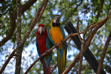 double parrots