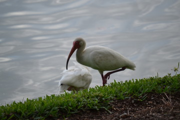 Fototapeta premium sea birds