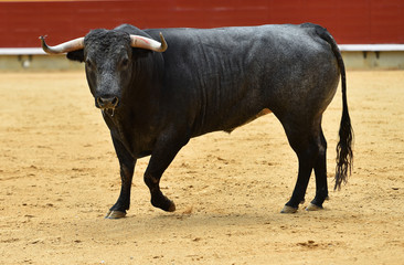 bull in spanish bullring