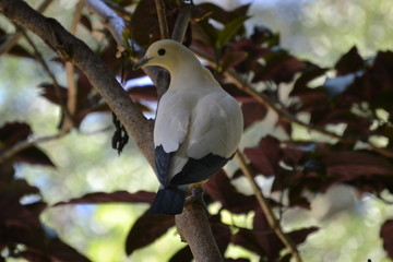 white bird