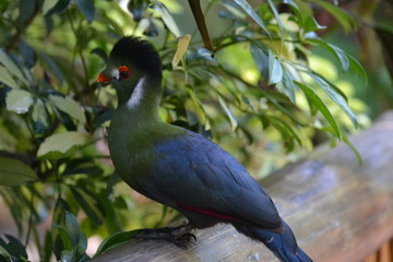 bird