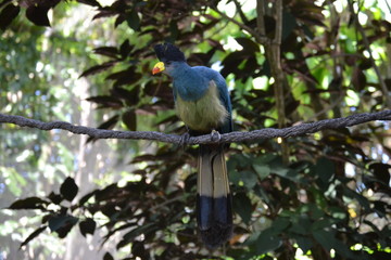 bird on a branch