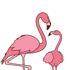 exotic pink flemish couple birds with heads up